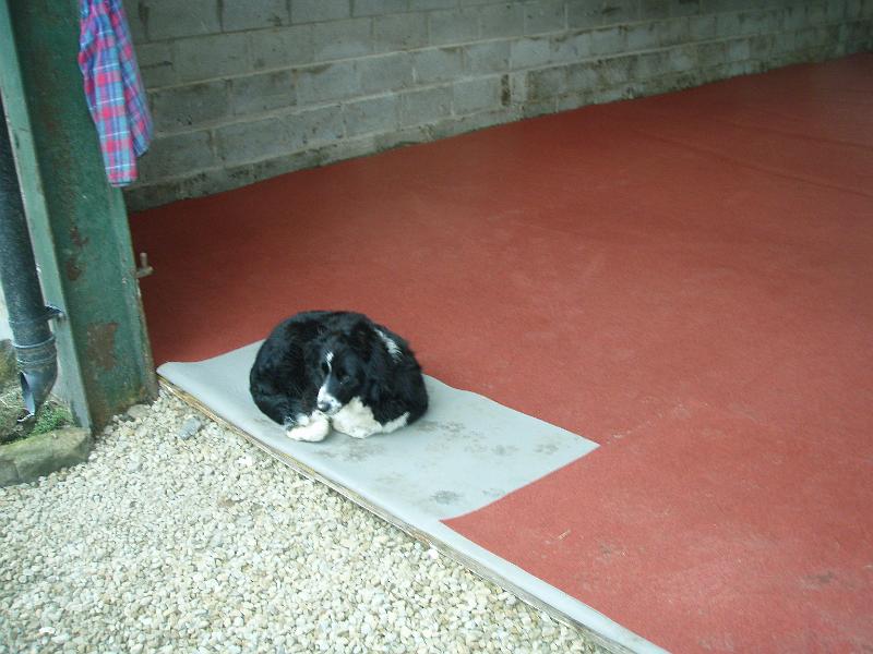 Tango also found a comfy spot.jpg